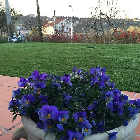 L'orso E Il Miele *